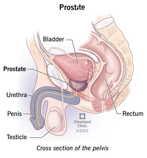 Our Store 23965-prostate